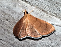 Hyalobathra crenulata