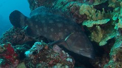 Epinephelus coeruleopunctatus