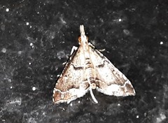 Sufetula hemiophthalma