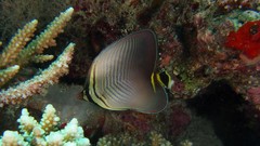 Chaetodon triangulum