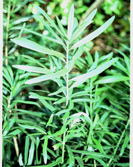 Podocarpus latifolius