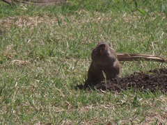 Ctenomys