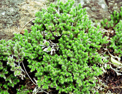 Selaginella dregei