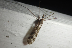 Tipula trivittata