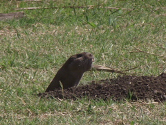 Ctenomys
