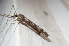 Tipula trivittata