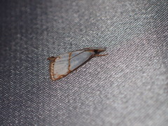 Pseudargyria interruptella