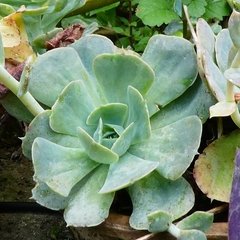 Echeveria runyonii
