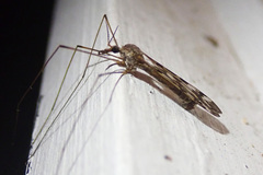 Tipula trivittata
