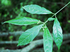 Tarenna pavettoides