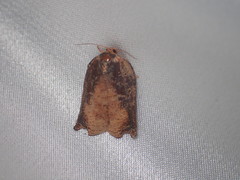 Homona