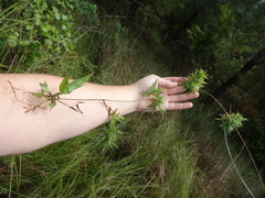 Dichanthelium longiligulatum