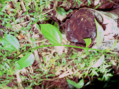 Scepocarpus trinervis