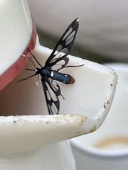 Agaphthora semihyalina