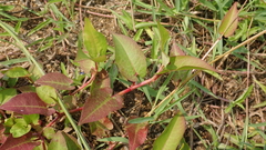 Persicaria muricata