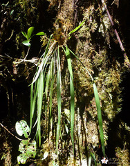 Ceratostylis