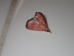 Hemiscopis sanguinea