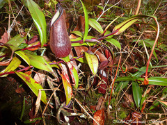 Nepenthes tentaculata