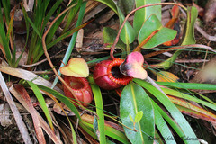 Nepenthes villosa