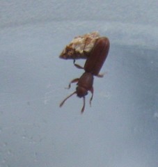 Silvanus unidentatus