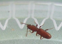 Silvanus unidentatus