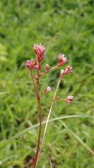 Persicaria muricata