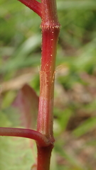 Persicaria muricata