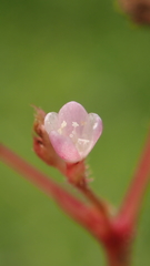 Persicaria muricata