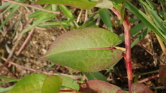 Persicaria muricata