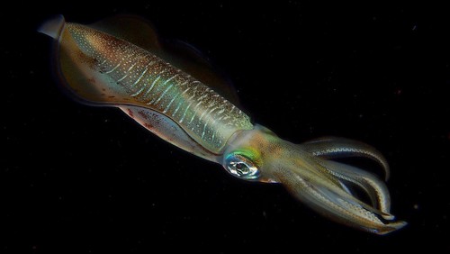 photo of Bigfin Reef Squid (Sepioteuthis lessoniana)