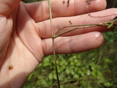 Dichanthelium longiligulatum