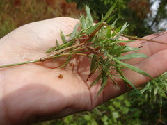 Dichanthelium longiligulatum