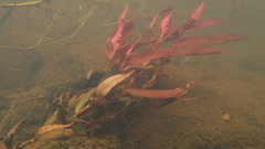 Persicaria kawagoeana