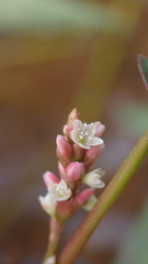 Persicaria kawagoeana