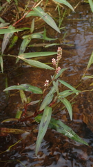 Persicaria kawagoeana