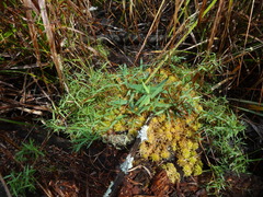 Dichanthelium longiligulatum