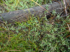 Dichanthelium longiligulatum