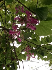 Bauhinia × blakeana