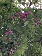 Bauhinia × blakeana