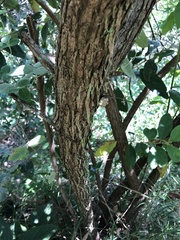 Moquiniastrum polymorphum