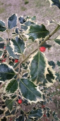 Ilex aquifolium