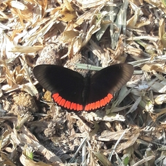 Biblis hyperia nectanabis