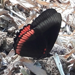 Biblis hyperia nectanabis