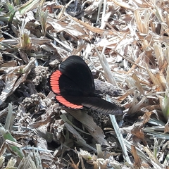 Biblis hyperia nectanabis