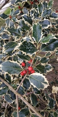 Ilex aquifolium