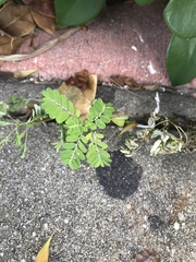 Phyllanthus urinaria