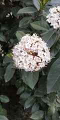 Viburnum tinus