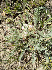 Astragalus dolichophyllus