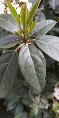 Viburnum tinus