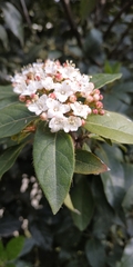 Viburnum tinus
